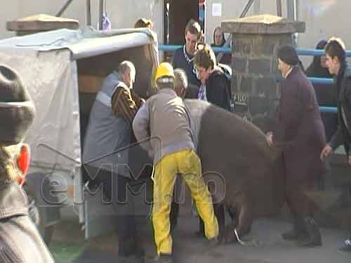 Foto: porc pierdut in Baia Mare (c) eMaramures.ro